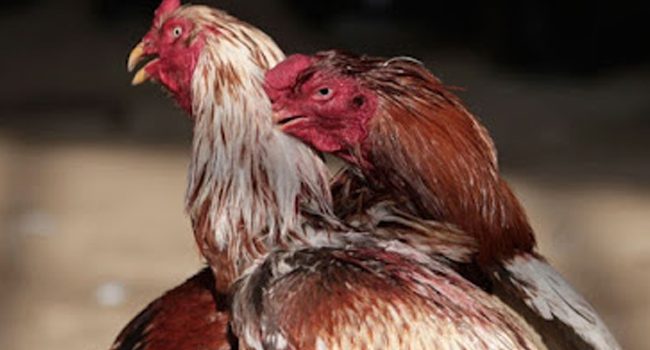 Ikuti Cara Bermain Sabung Ayam Termudah